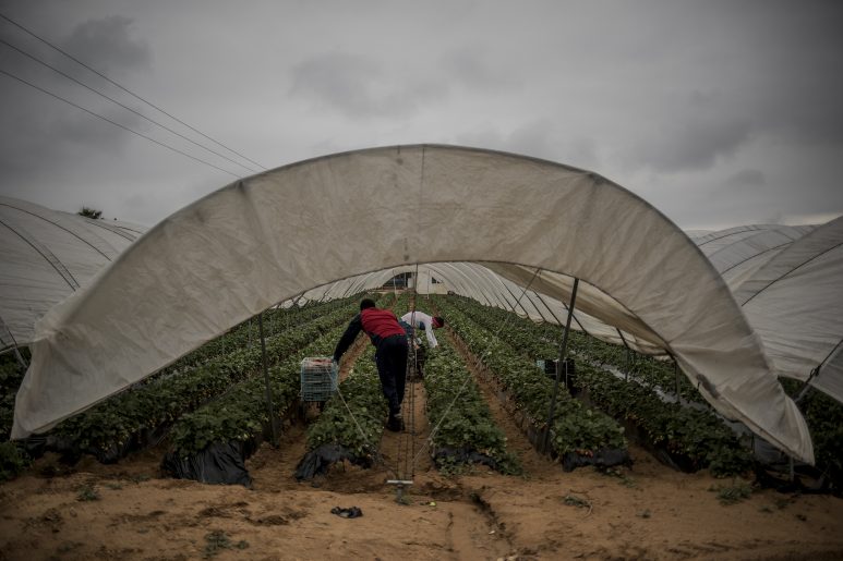 Migrants collect strawberries in Lepe, Huelva.