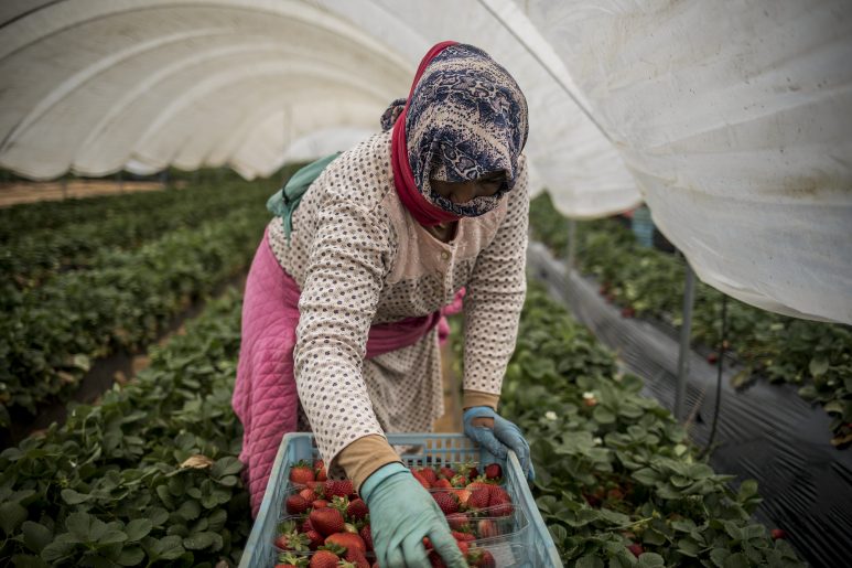 A woman from Morocco collects strwberries in a greenhouse. ©Javier Fergo